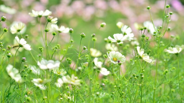 私の土台を築いた大好きな仕事のこと