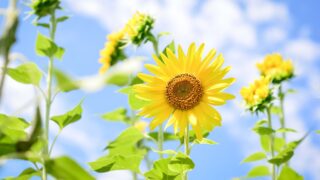 【自分軸をしなやかに育てる】高さを求めるだけでなく太く育てましょう♡